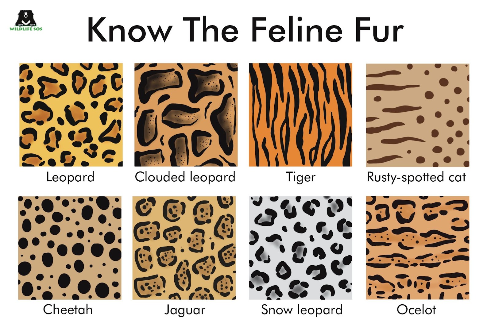 Stripes, Spots And Rosettes: Understanding Feline Fur Patterns - Wildlife  SOS