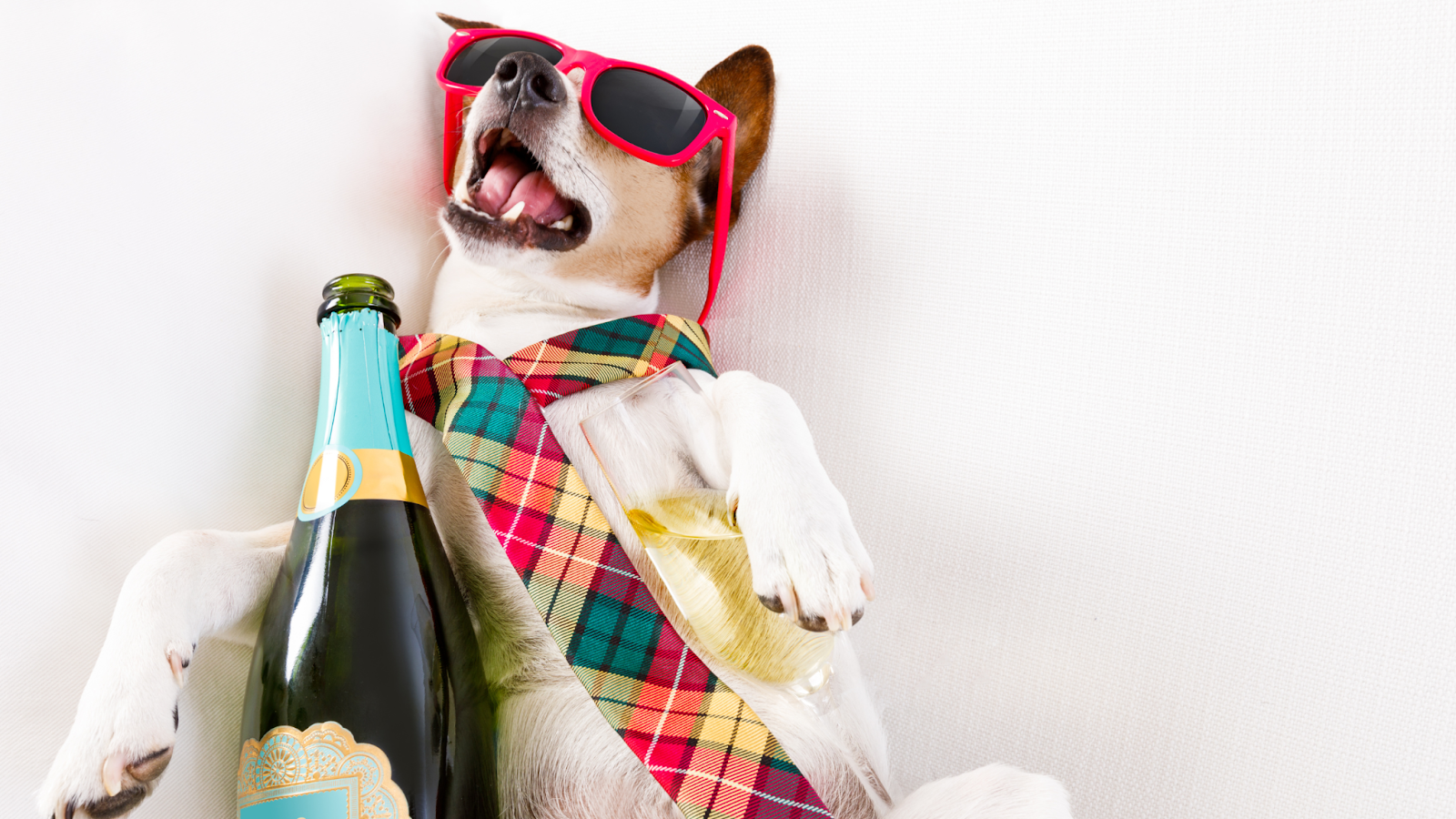 Alcohol can be very dangerous to pets and can lead to alcohol poisoning.
