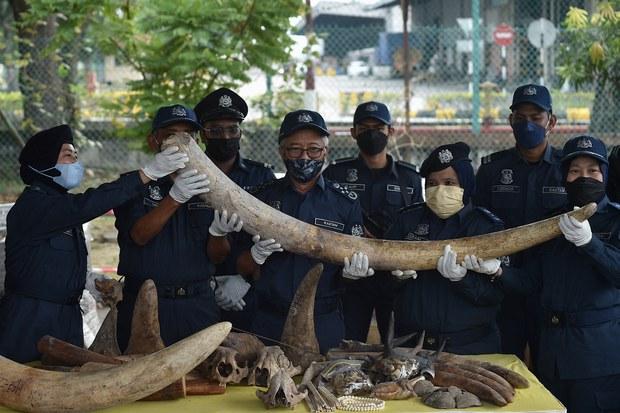 Ba người Việt ra toà tại Nigeria vì buôn bán ngà voi và vảy tê tê