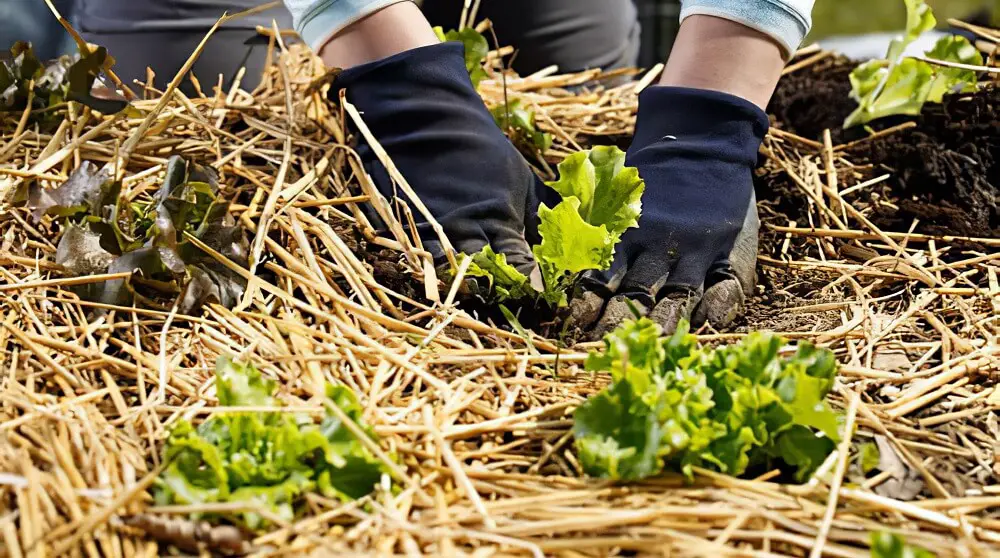 8 Best Mulches for Vegetable Gardens