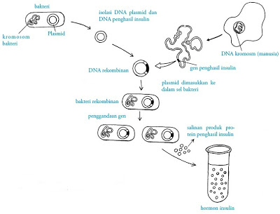 Rekayasa genetika untuk menghasilkan insulin.