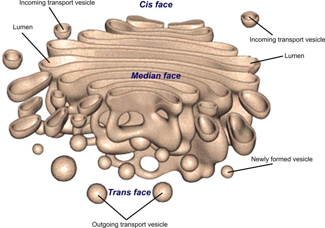 About Golgi complex class 9 science notes