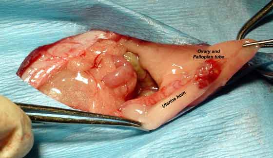 Expanded incision to illustrate anatomy of uterine horn, ovary, and Fallopian tube. The ovary is removed by excising between the uterine horn and the Fallopian tube. Note that in surgical procedures, the skin and muscular incisions should be smaller than demonstrated here.
