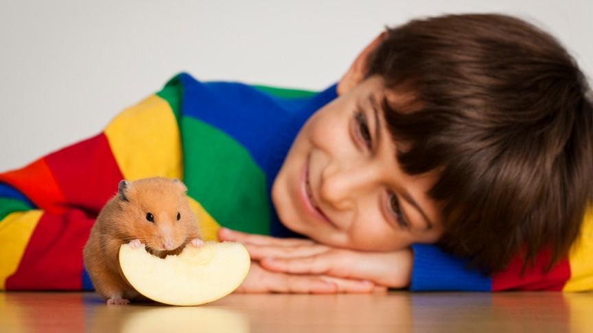 Teaching Children to Care for Pets: Hamster Edition