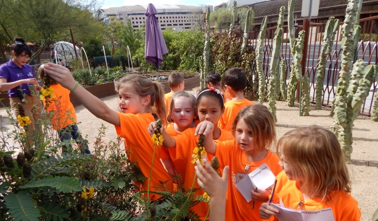 Students get hands-on experience with the area’s native plant life at the Children’s Museum of Phoenix.