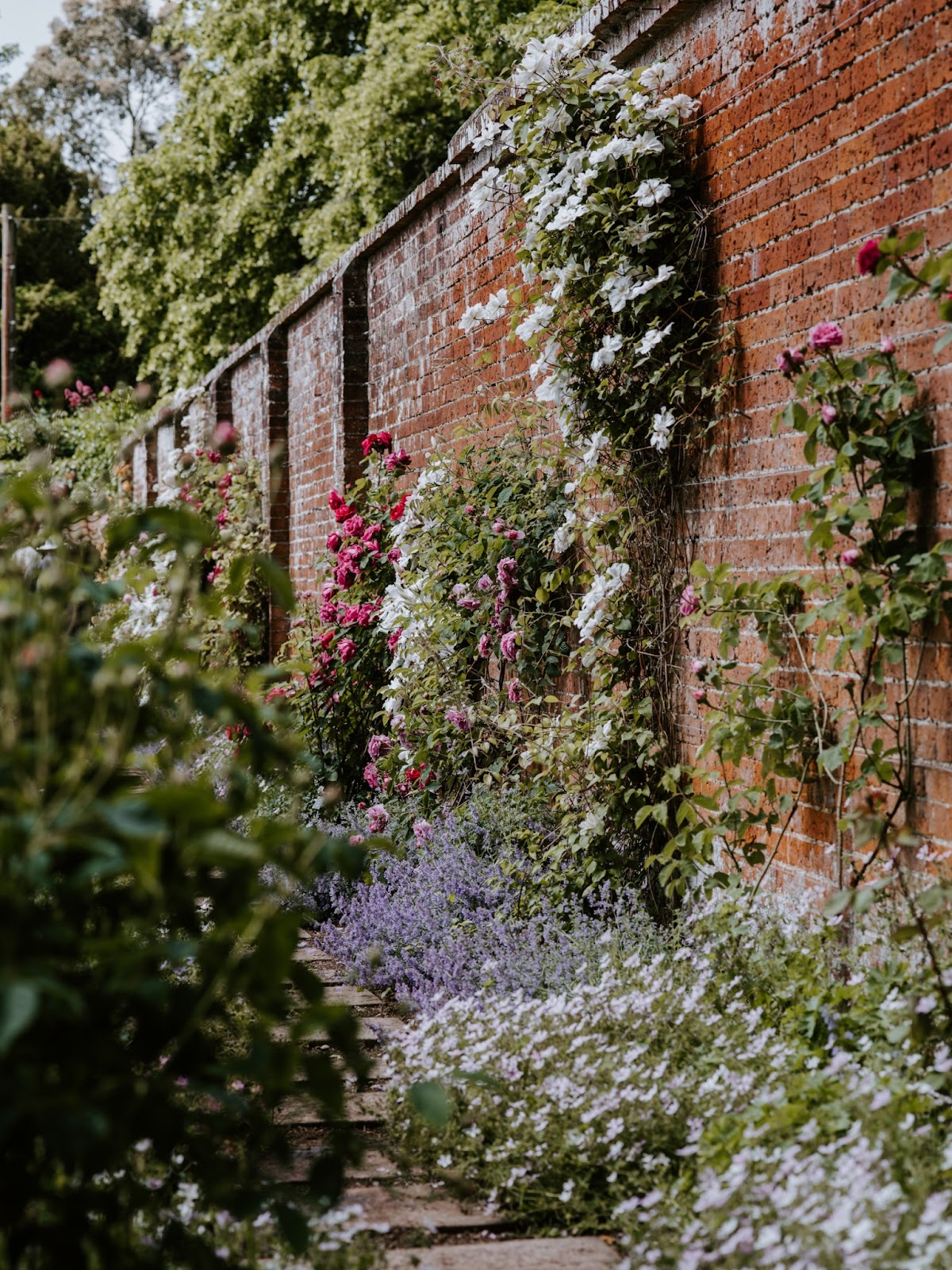 Garden wall with overgrown wildflowers
