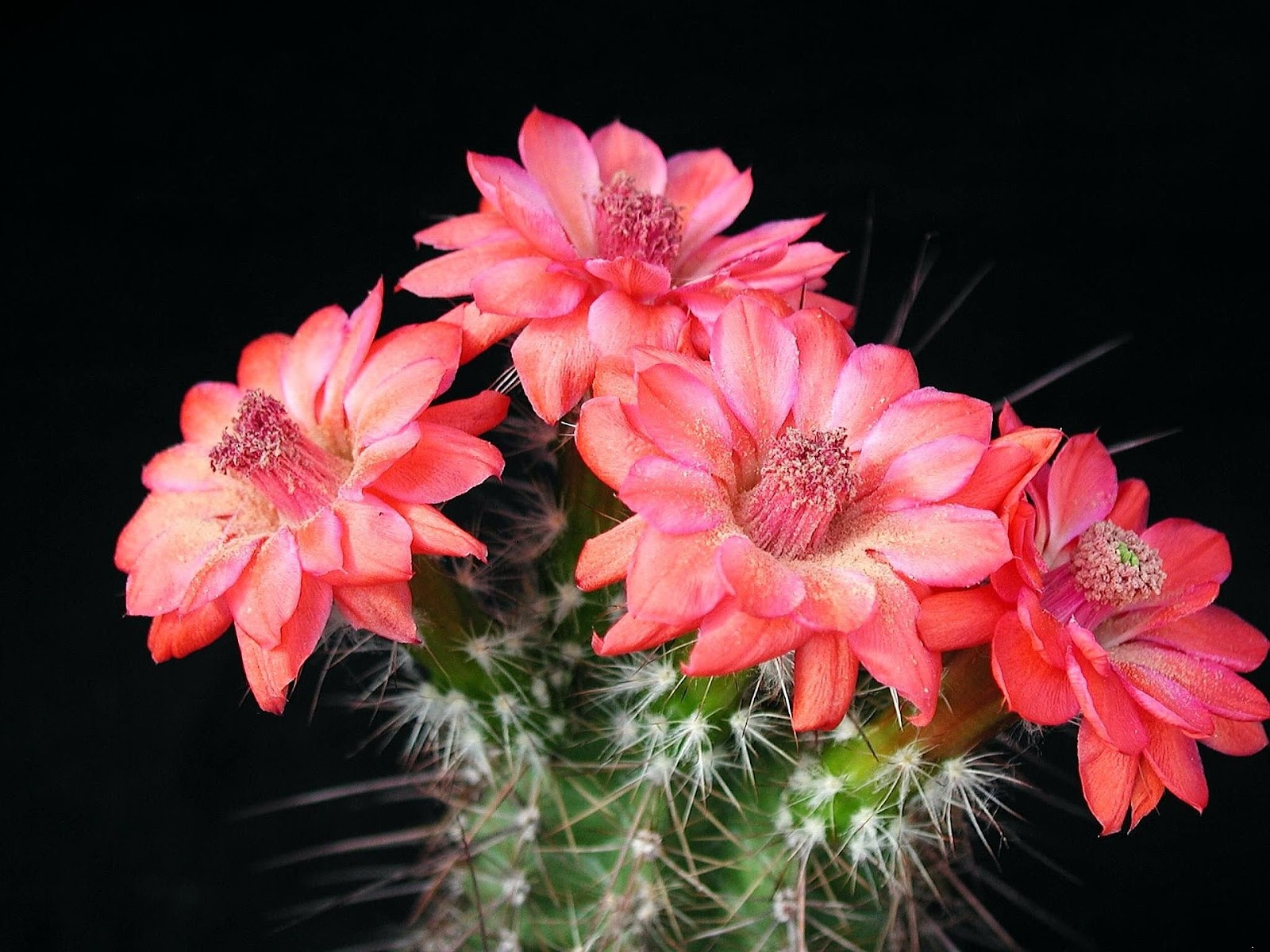 Cactus blooming with pink flowers