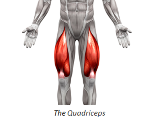 Barbell Snatch Muscles Worked quadriceps