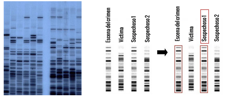 Resultado de imagen para huella genetica