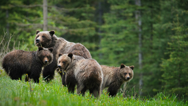 Grizzly Bears See The Wild