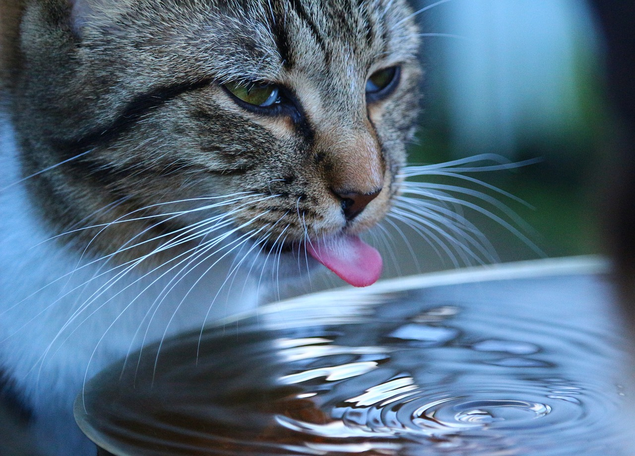 how to keep cats cool in summer without ac