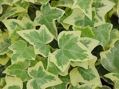 http://www.greengatefarms.com/_ccLib/image/plants/DETA-253.jpg