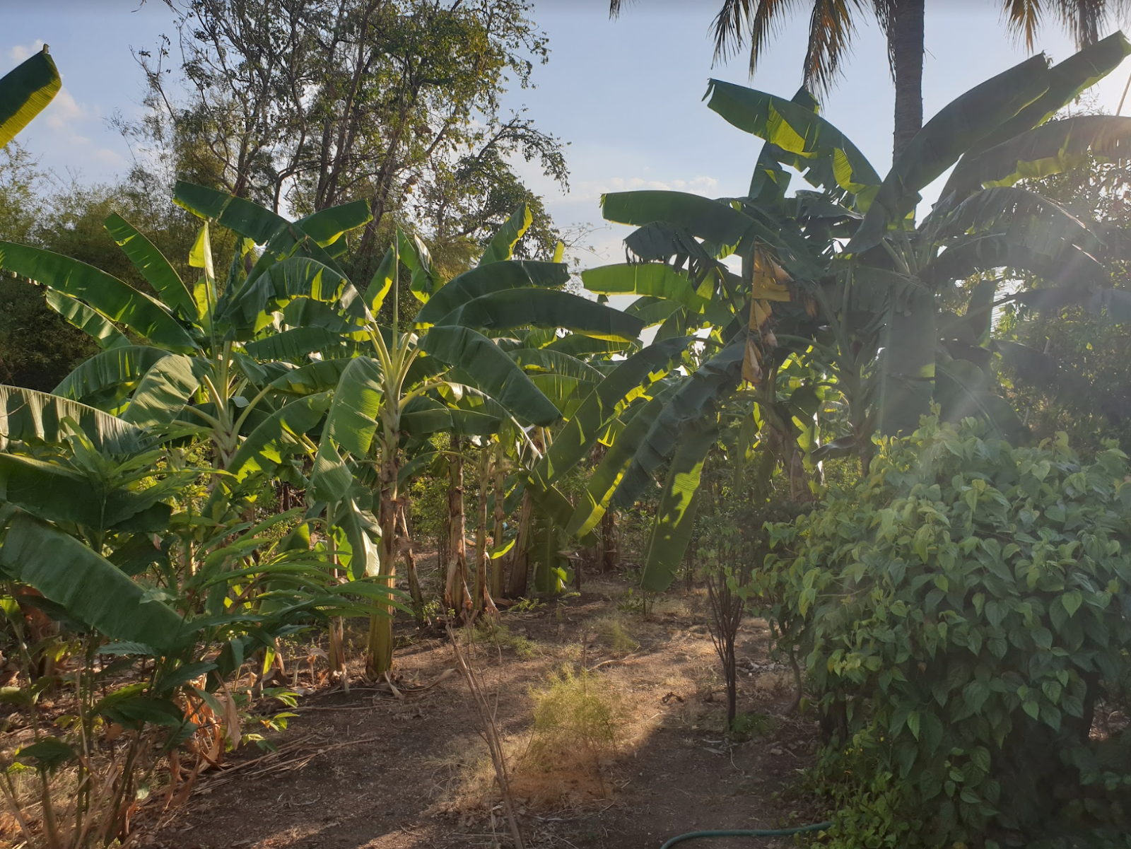 Uncle Nawm’s community forest in Thailand