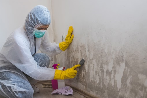 mold removal company in Atlanta