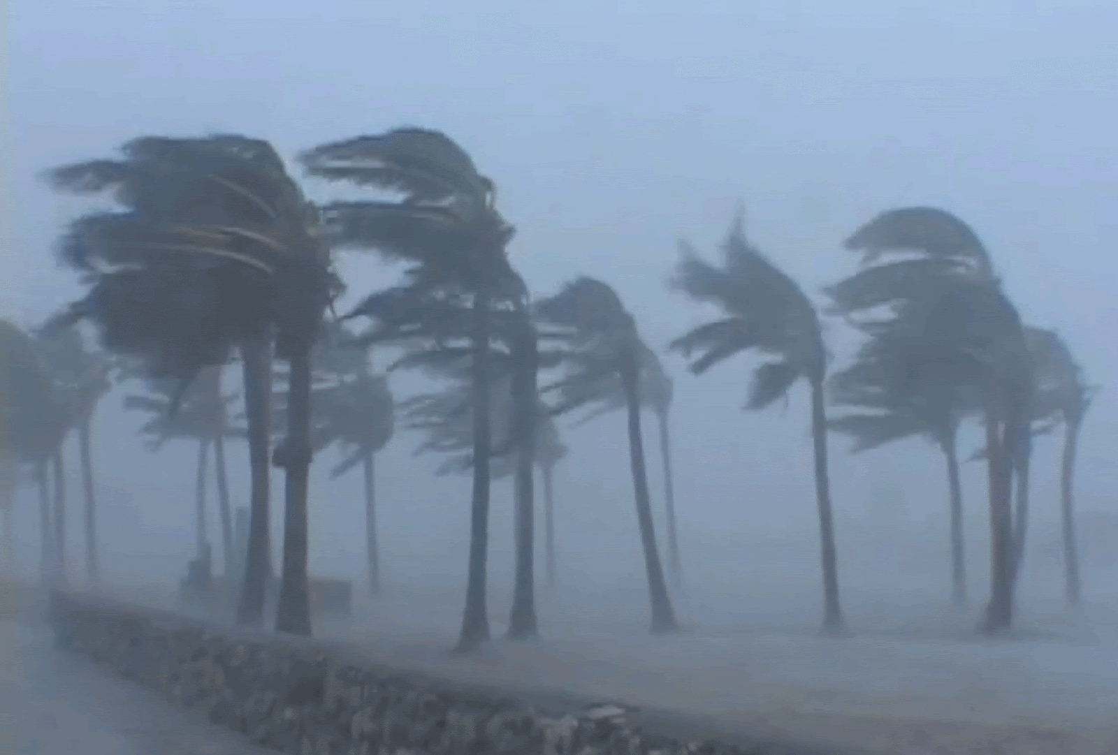 palm trees gif .gif