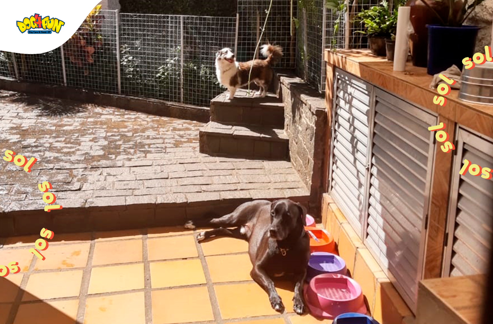 Foto: dupla de cachorro tomando sol na área externa de uma Creche para Cachorros em São Paulo
