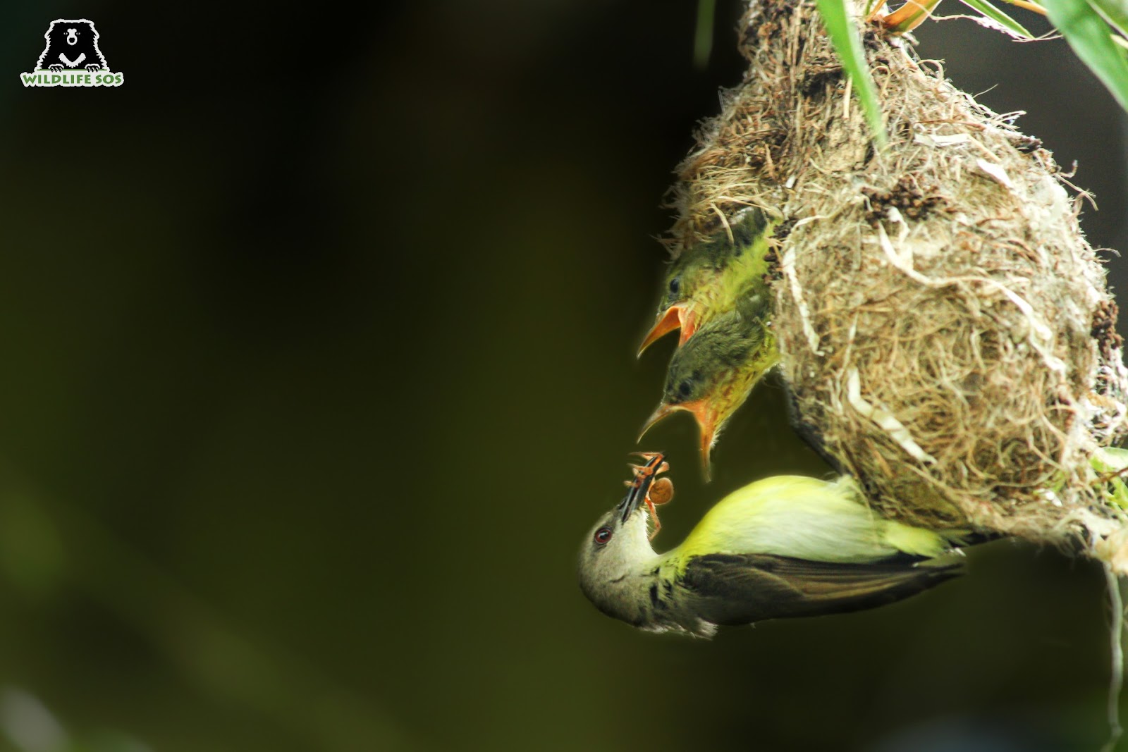 bird feeding