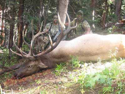 monster 350+ bull elk