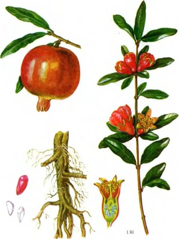 D:\0 wd yedek\acr yedek\1 film indirme\sovremennaya_fitoterapiya_dosyalar\image204.jpg