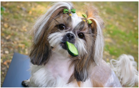Can Dogs Eat Cucumber Seeds