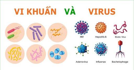 Nhiễm vi khuẩn và nhiễm virus khác nhau thế nào?