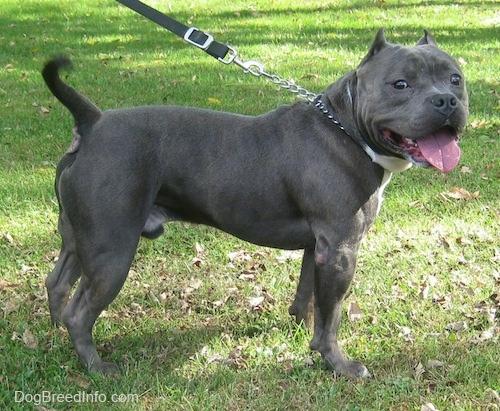 The right side of a black with white American Bully is posing across grass, its mouth is open, its tongue is out and it is looking forward.