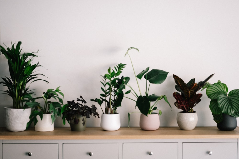 green plant on white ceramic pot