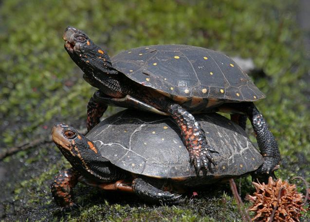 Resulta ng larawan para sa spotted turtle enclosure
