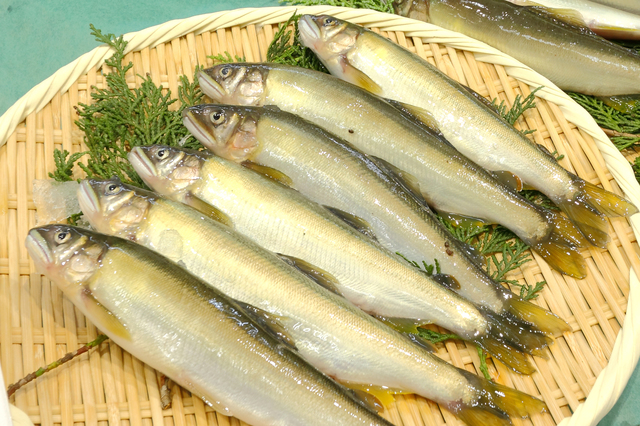 日本食の代表！高級魚「天然鮎」の魅力や美味しい食べ方に迫る！