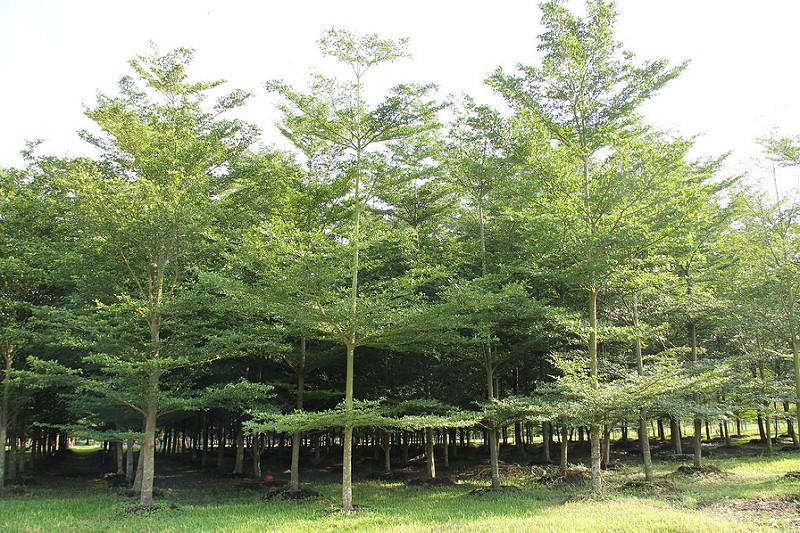 Ketapang Kencana Lhokseumawe