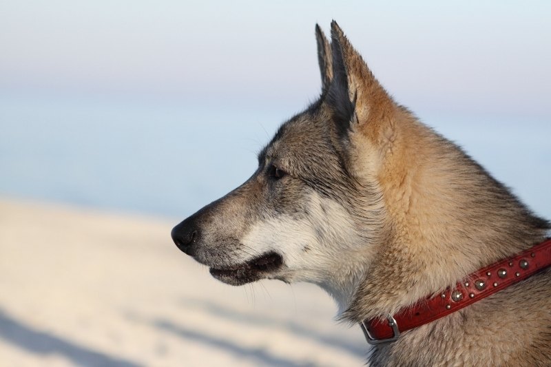 canadian eskimo dog portrait