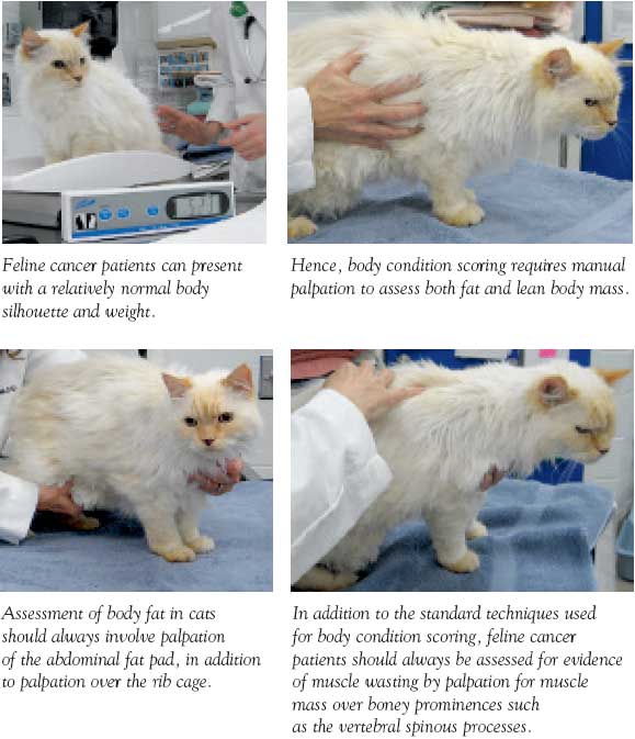 Evaluation of the cat's body composition