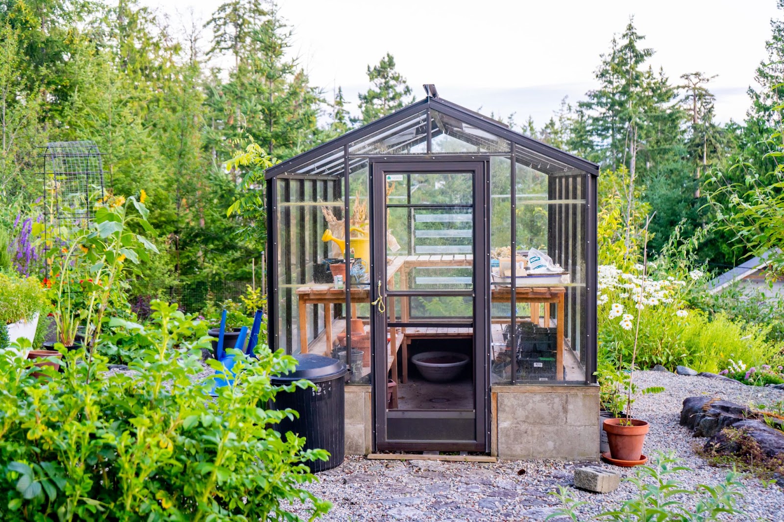 A clean greenhouse in the middle of a thriving allotment