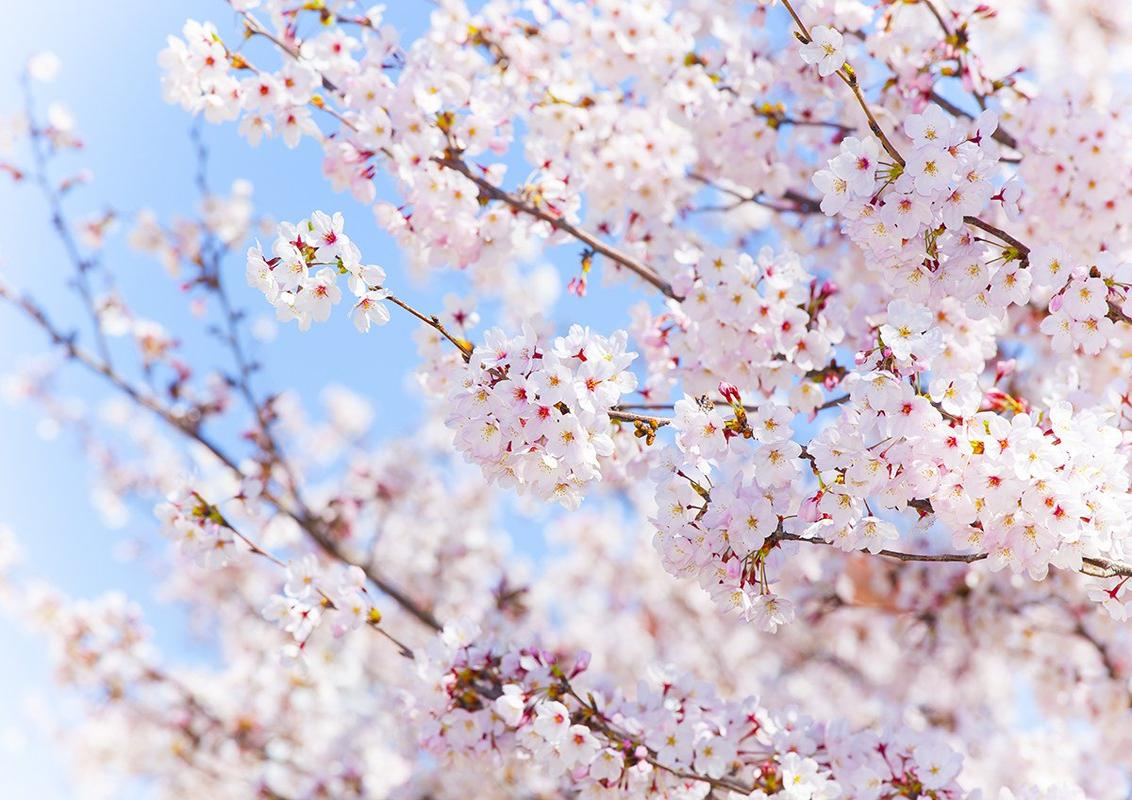 Hoa anh đào mang đến rất nhiều ý nghĩa trong văn hóa Nhật Bản