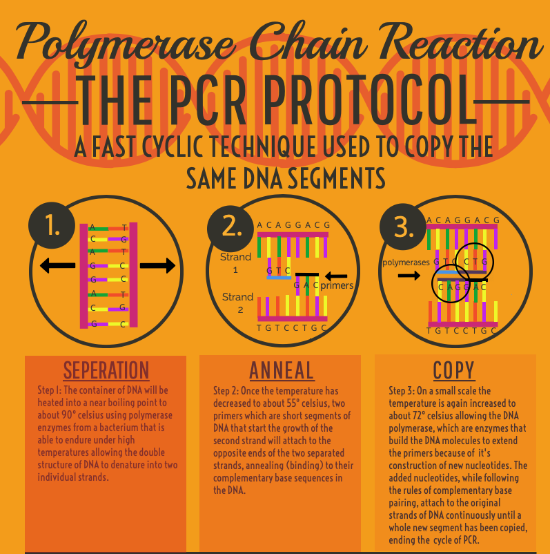 polymerase chain reaction