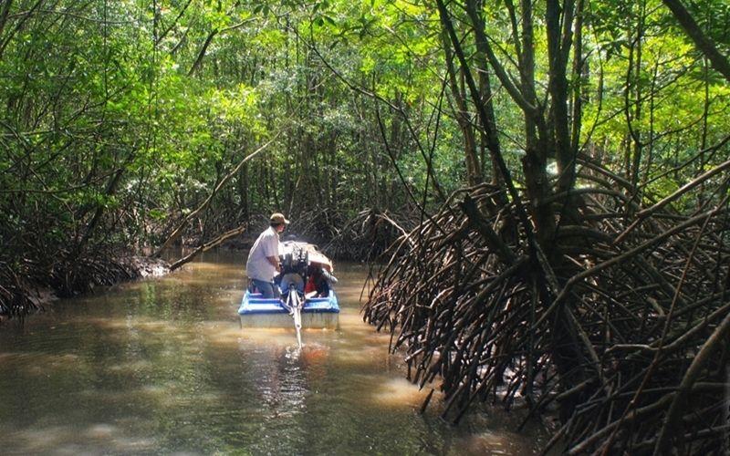 Xuyên rừng đước ngập mặn mũi Cà Mau