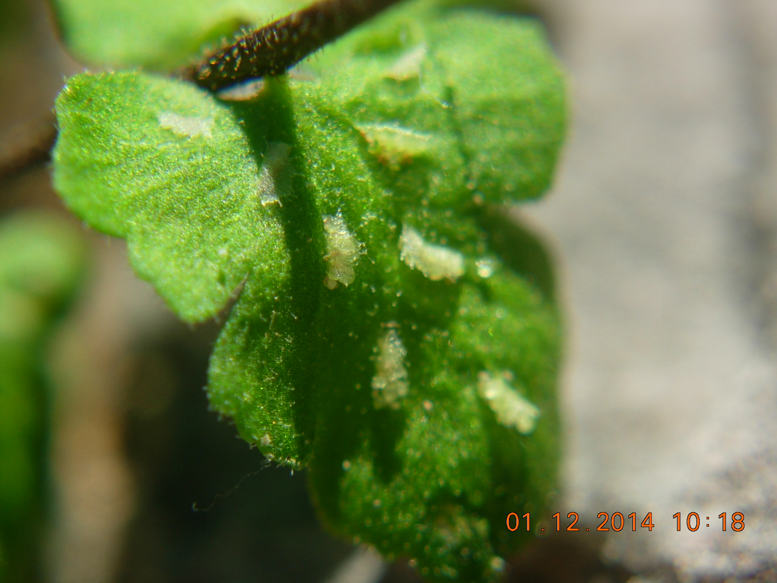 DSCN2332.JPG