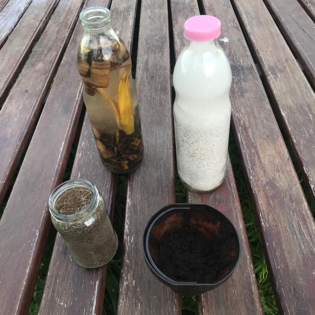  Una botella de vidrio con agua y cáscaras de banana, una botella de vidrio con polvo de cáscaras de huevo, un frasco de vidrio con polvo de cáscaras de banana, un filtro de café con café usado. 