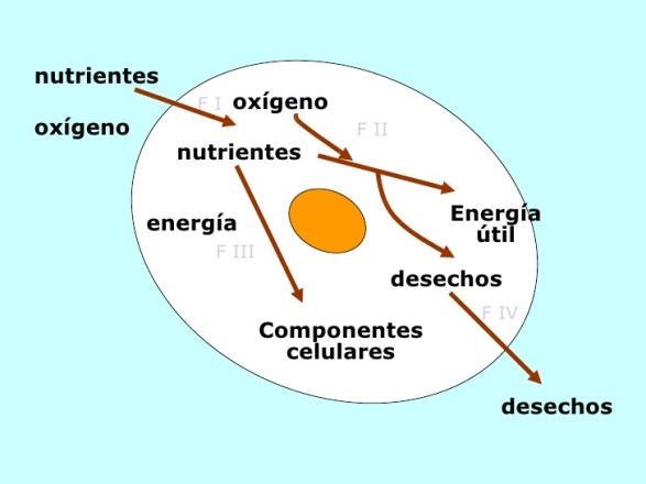 http://image.slidesharecdn.com/nutricion-celular-1226816345780159-8/95/nutricion-celular-2-728.jpg?cb=1226787560