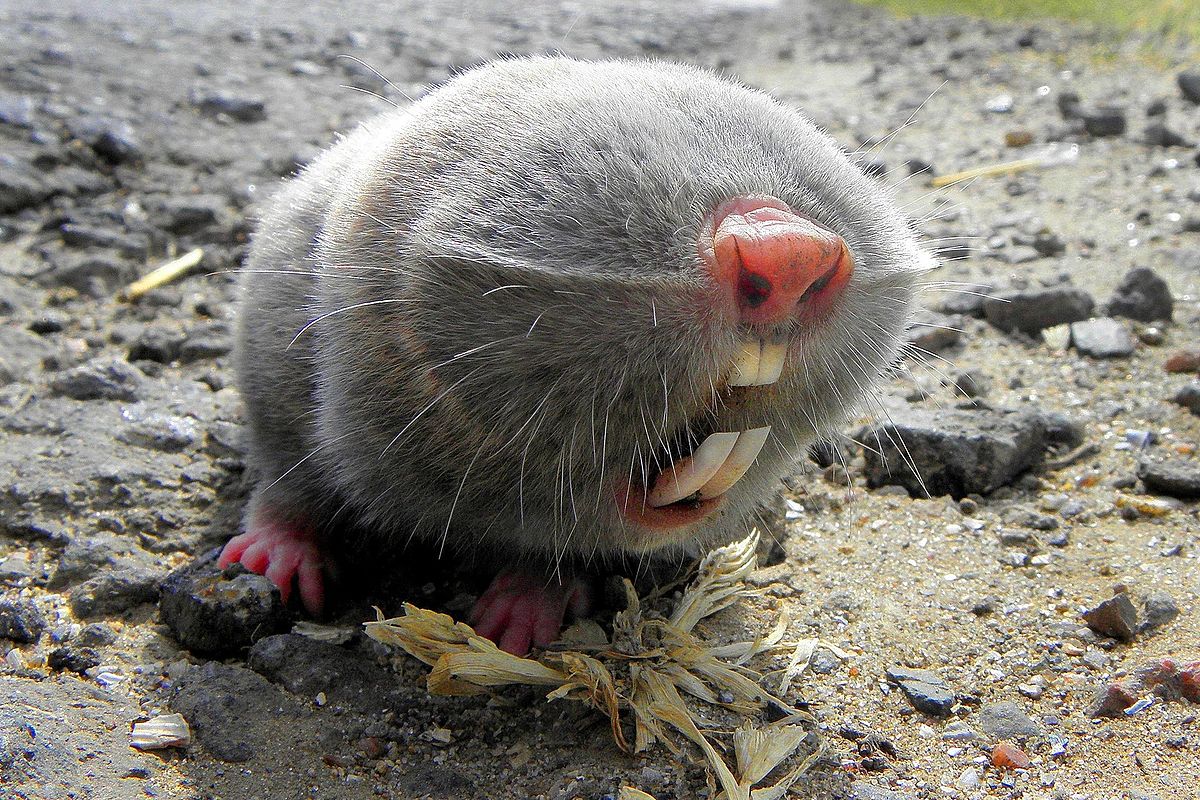 Mole Rats
