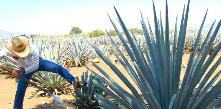 history-of-tequila-blue-agave-plant