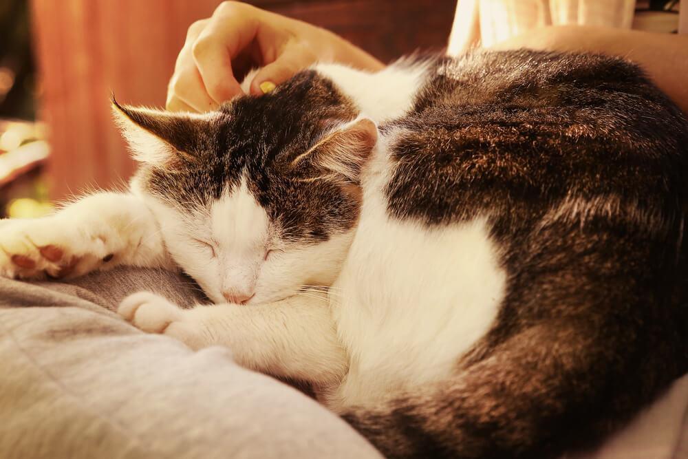 8 verrassende manieren waarop katten tonen dat ze van je houden