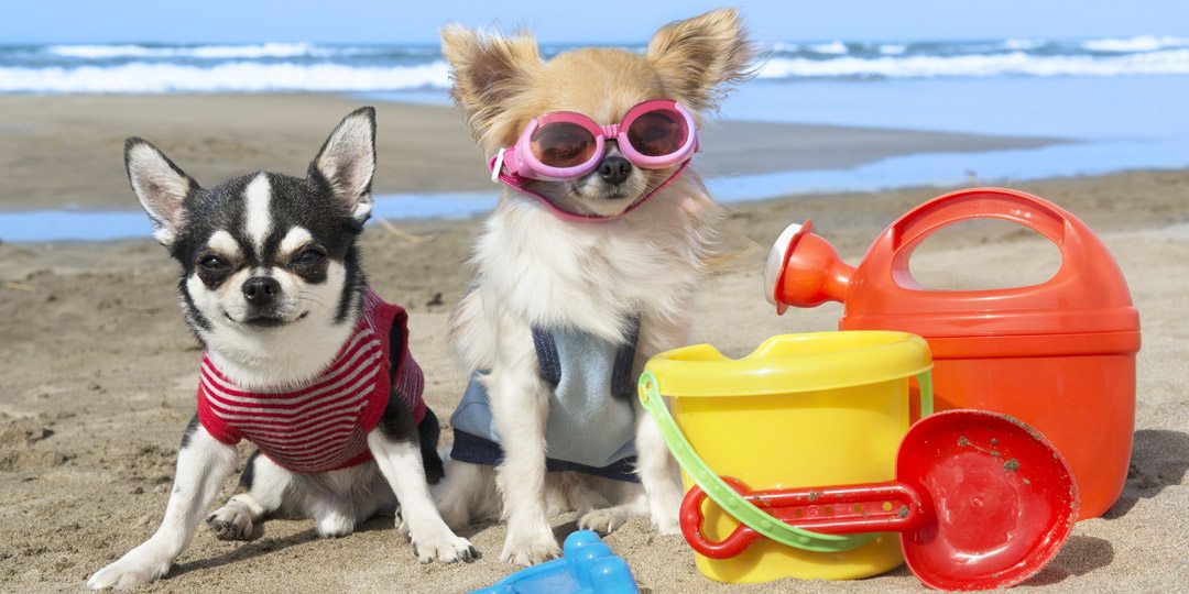 Pet-Friendly Beaches in South Carolina: Where Your Pet Can Join the Fun