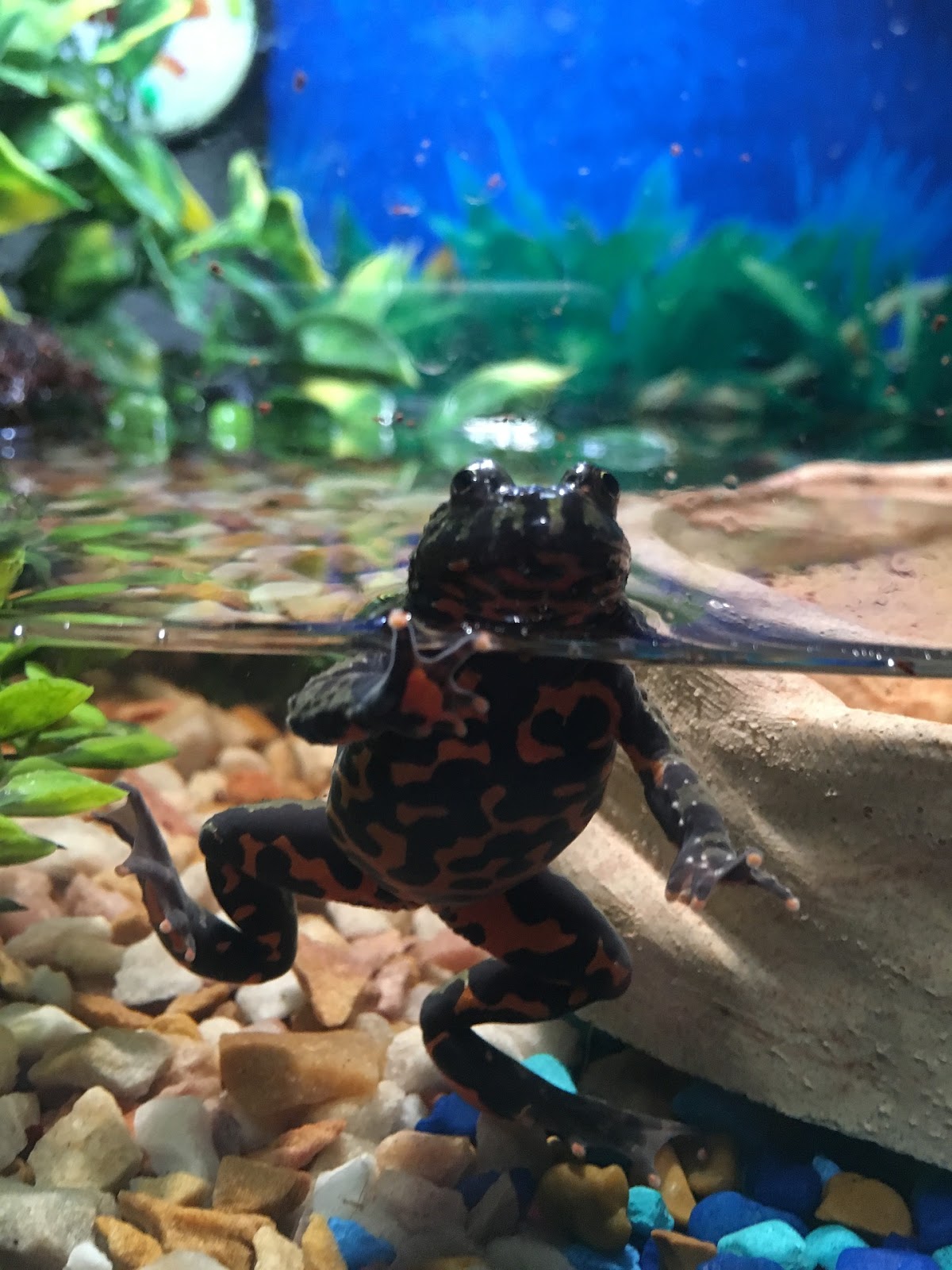 Fire-bellied toad