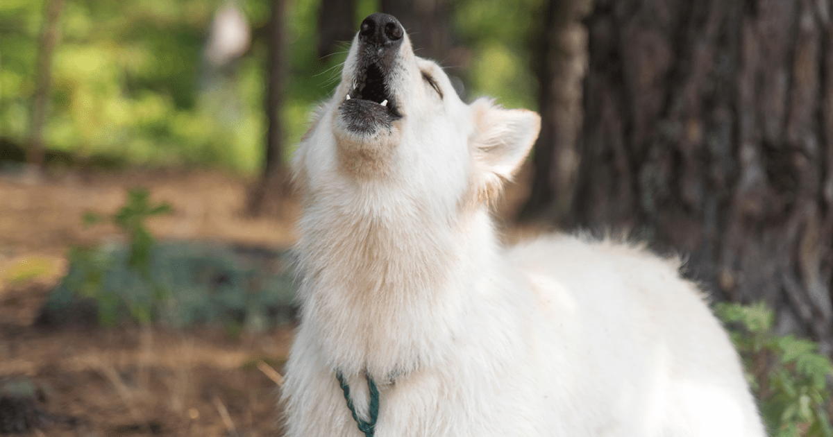 white dog howling