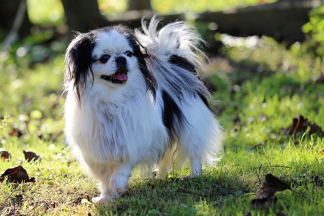 Il cane cinese Japanese Ching col suo aspetto adorabile: nonostante il nome proviene però dalla Cina
