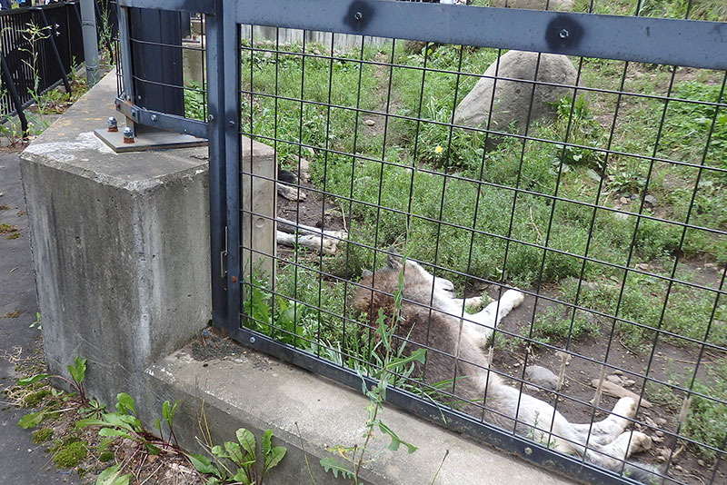 旭山動物園：オオカミ館