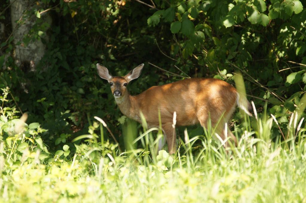 deer eat basil