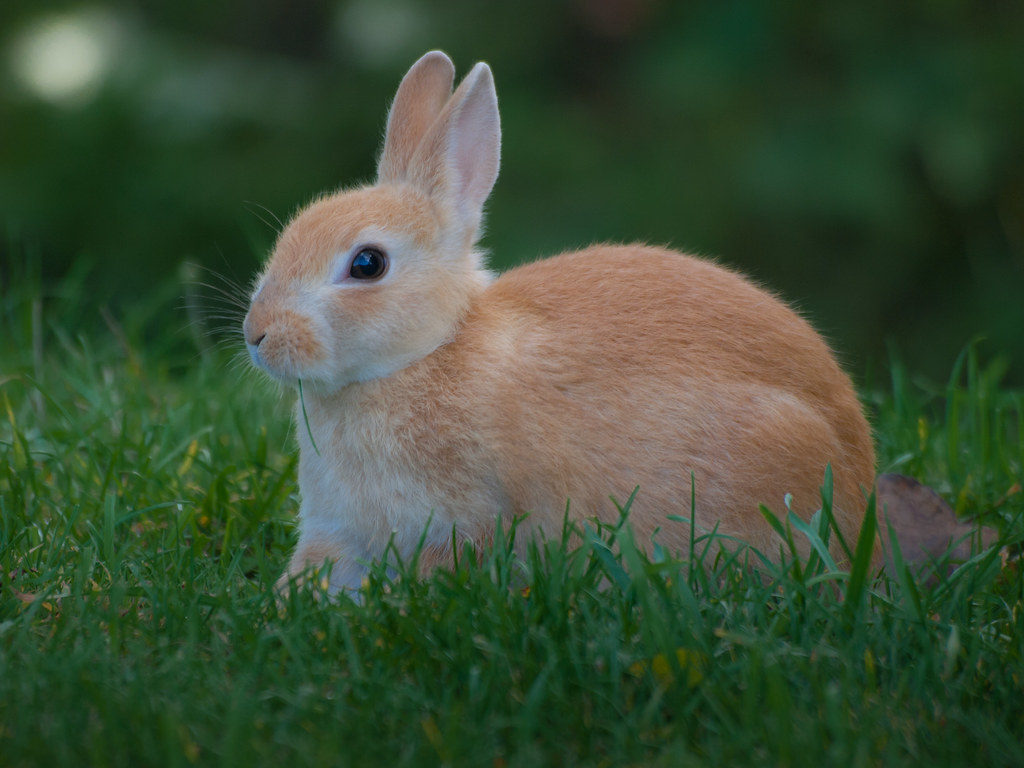 Image result for Rabbits
