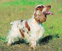A Cocker Spaniel diagnosed with familial nephropathy